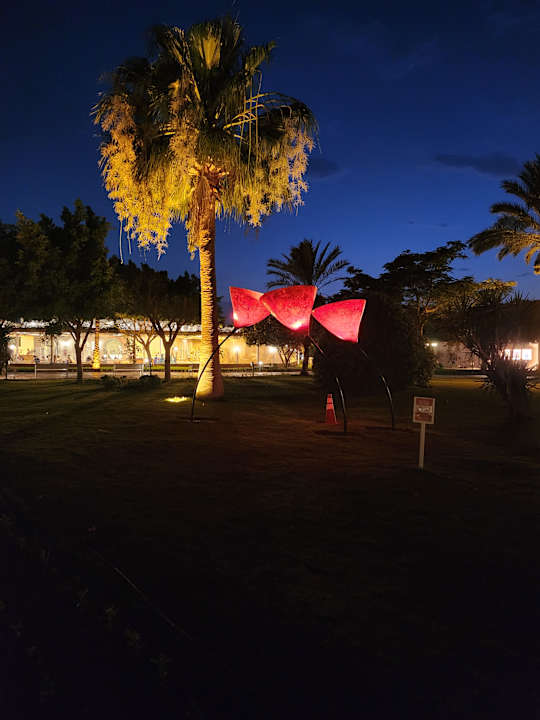 Gartenanlage Desert Rose