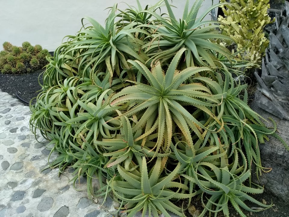 Gartenanlage Finca Marina BuenVivir