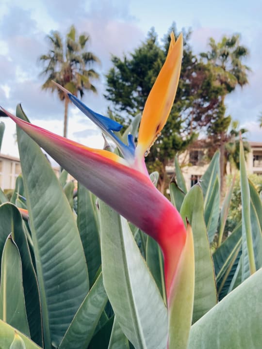 Gartenanlage Blau Colònia Sant Jordi