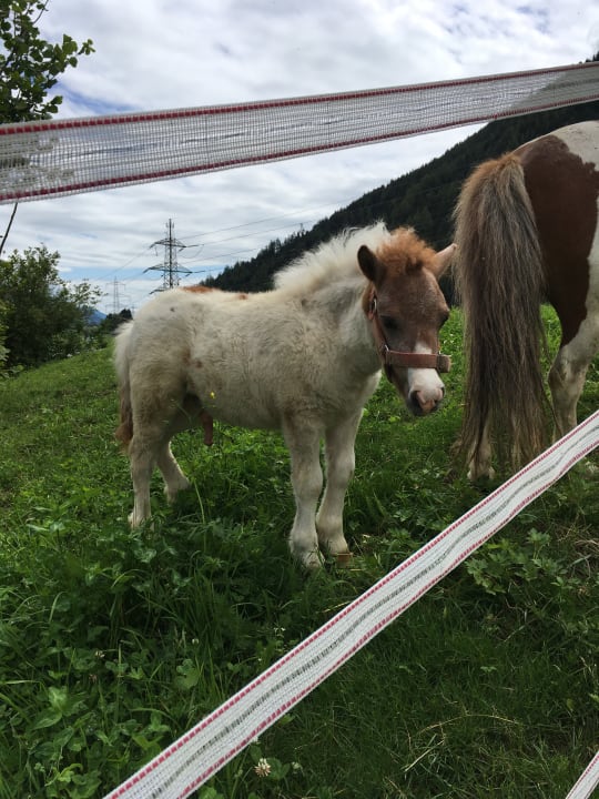 Gartenanlage Kinderhotel Felben