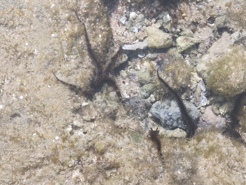 Strand Serenity Alpha Beach