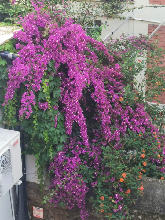 Gartenanlage Urban Garden Hotel