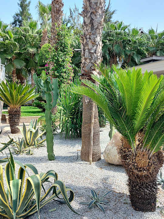 Gartenanlage Dizalya Palm Garden