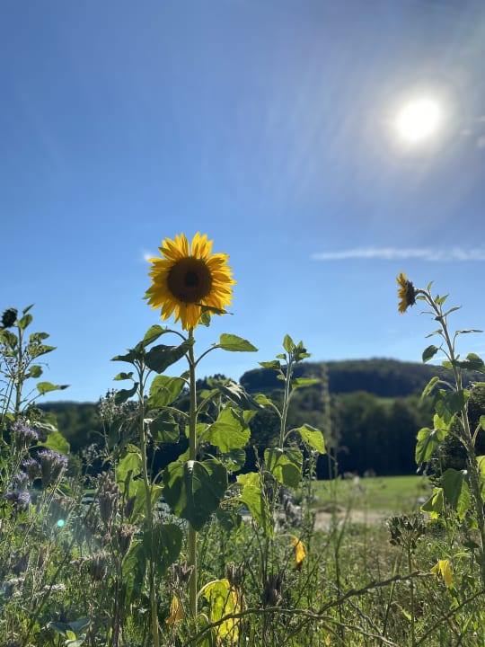 Gartenanlage Wiesenberghof