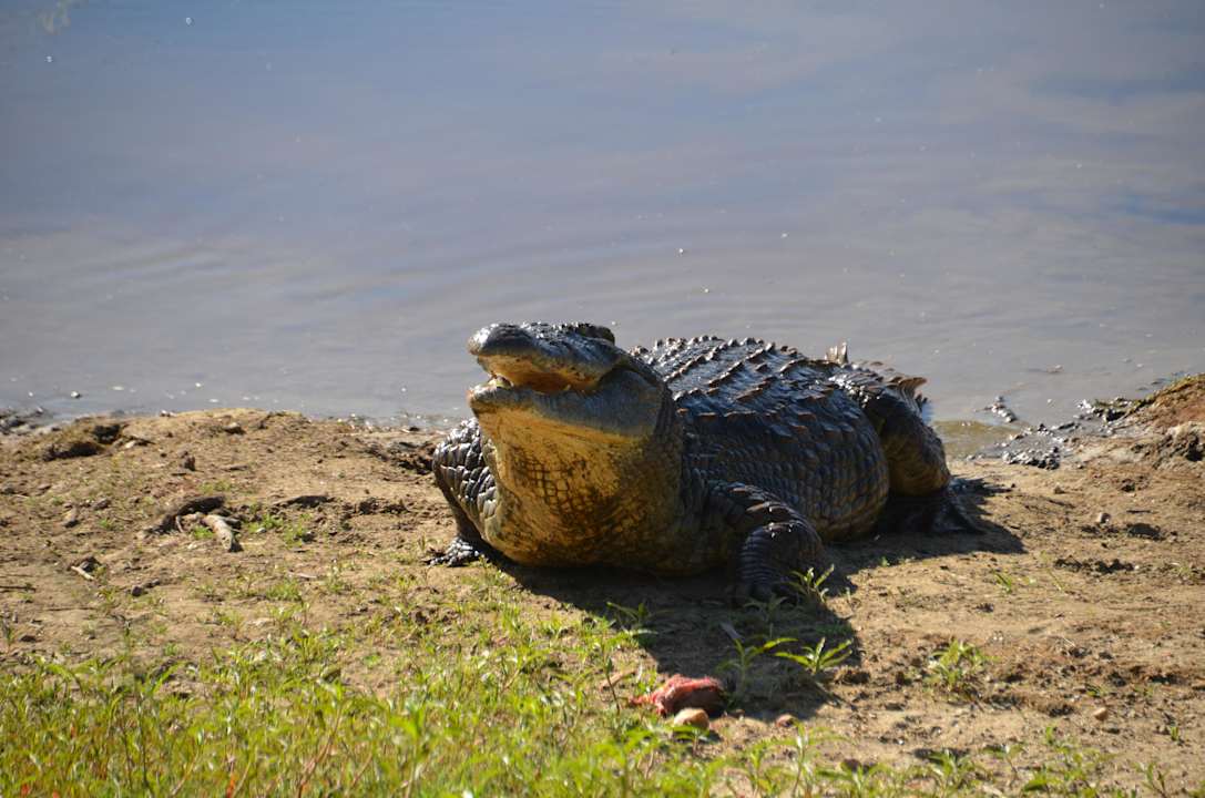 Aus eigener Zucht   Leopard Lodge