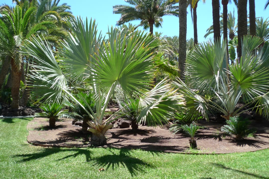 Außenansicht Hotel Riu Palace Oasis