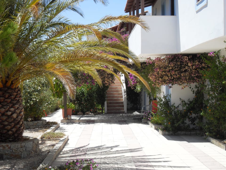 Palmy, bugenwille i wiele innych roślin w ogrodzie Spiros & Soula Apartments