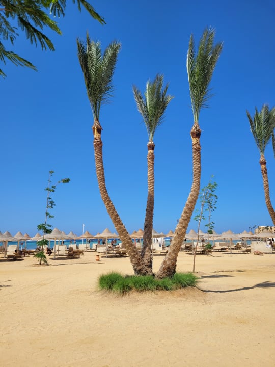 Strand Jaz Dar EL Madina