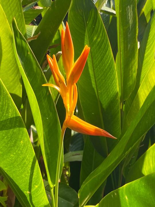 Gartenanlage Bali Garden Beach Resort