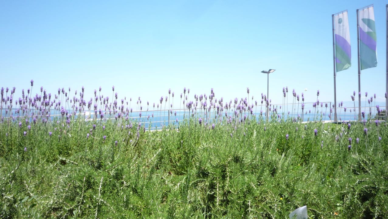 Lavendelmeer vor dem Eingang Vitalhotel Punta