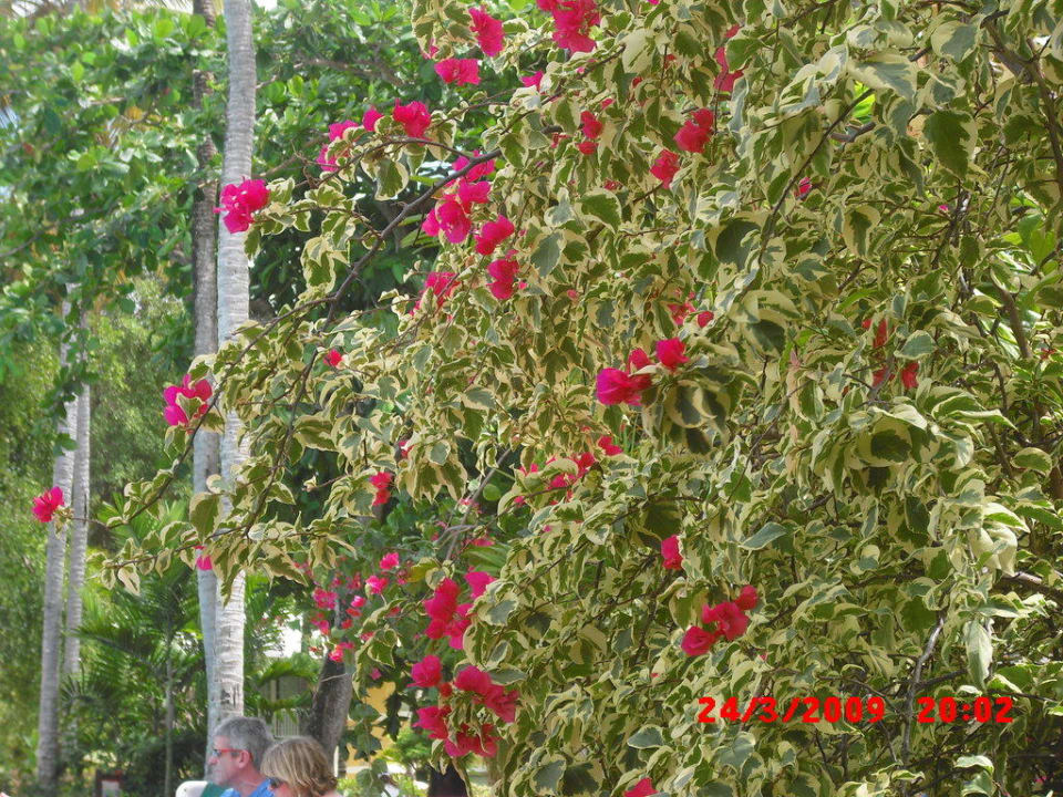 Gaten beim Pool Grand Palladium Select Bávaro Resort & Spa