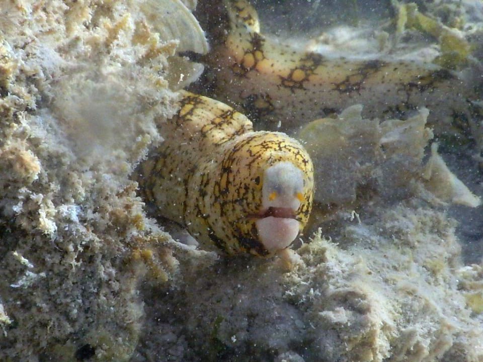 Schneeflockenmuräne Hotel Gorgonia Beach Resort