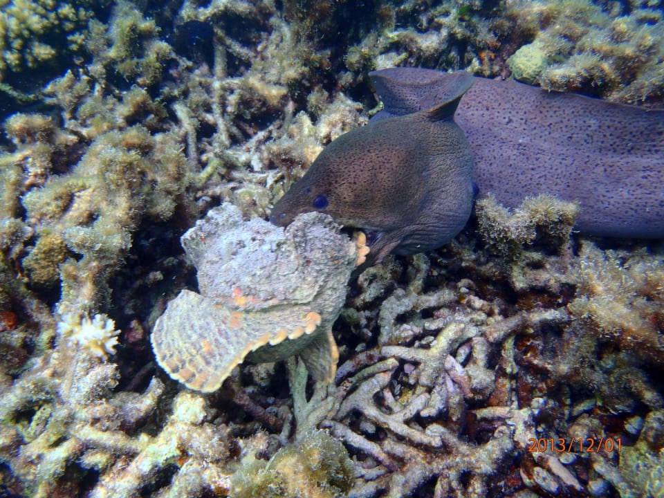 Muräne beim Fressen Embudu Village