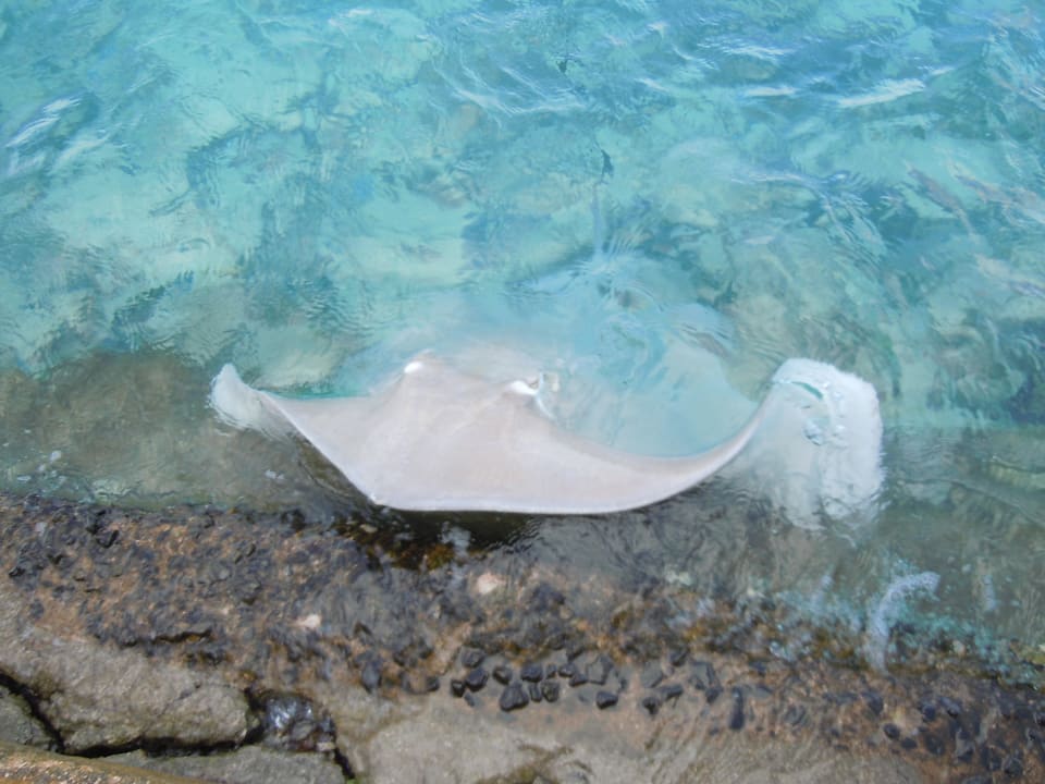 Stachelrochen bei der Fütterung Summer Island Maldives