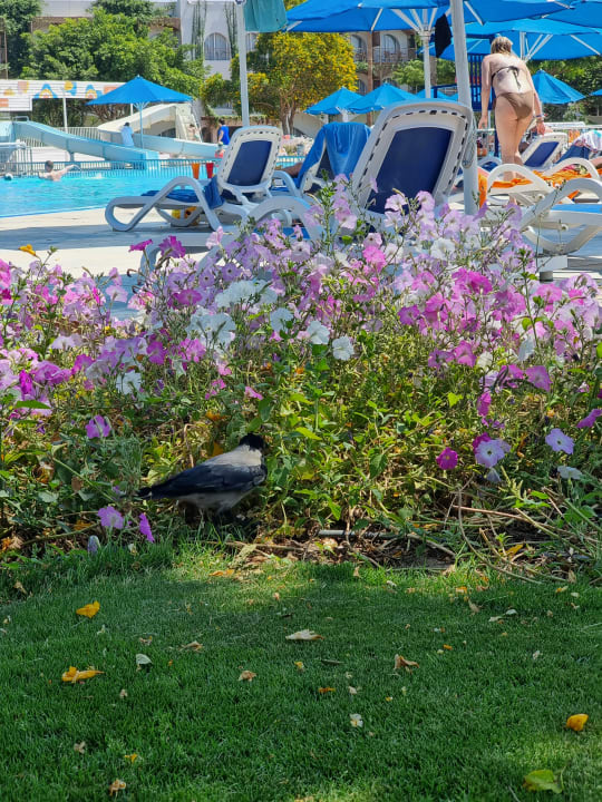 Gartenanlage Desert Rose