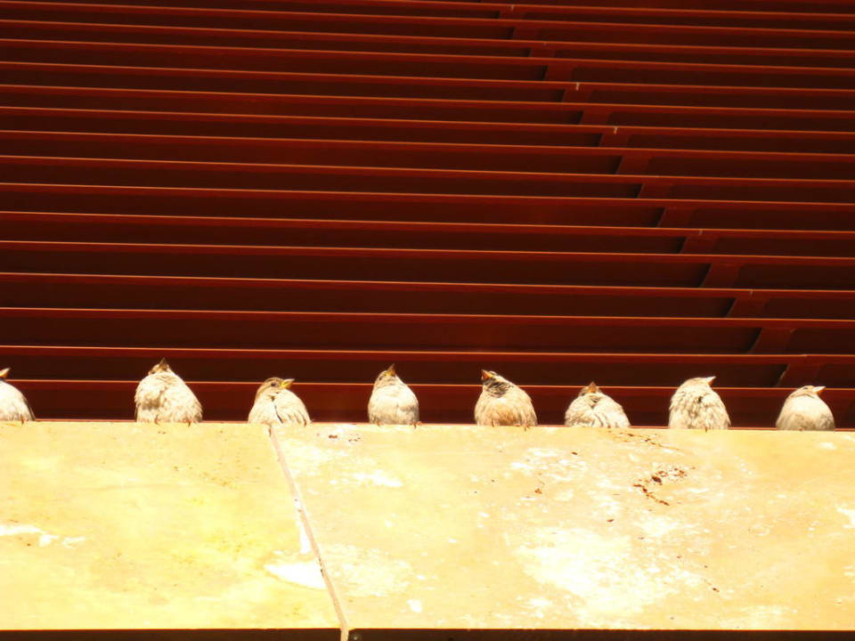 Spatzen-Platz über der Aussenterrasse Voyage Belek Golf & Spa