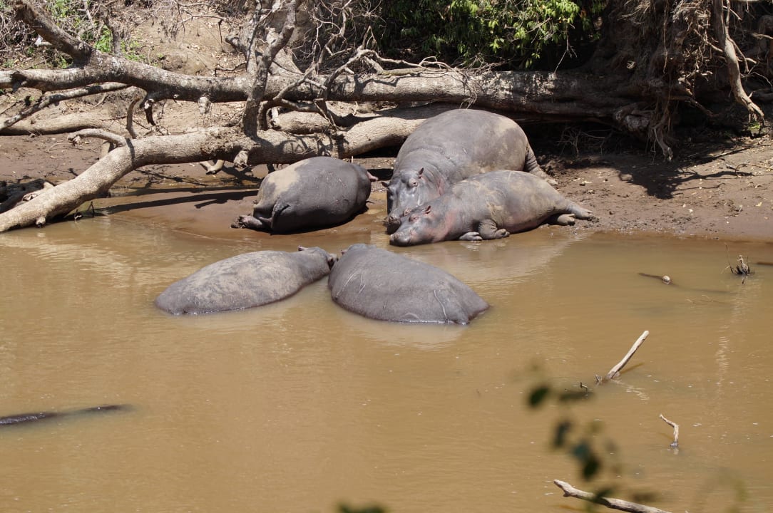 Vom Zimmer Royal Mara Safari Lodge