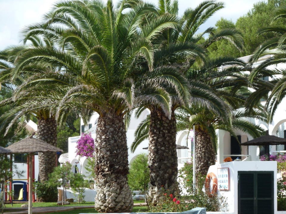 Hotelanlage mittendrin... Playa Parc Apartments
