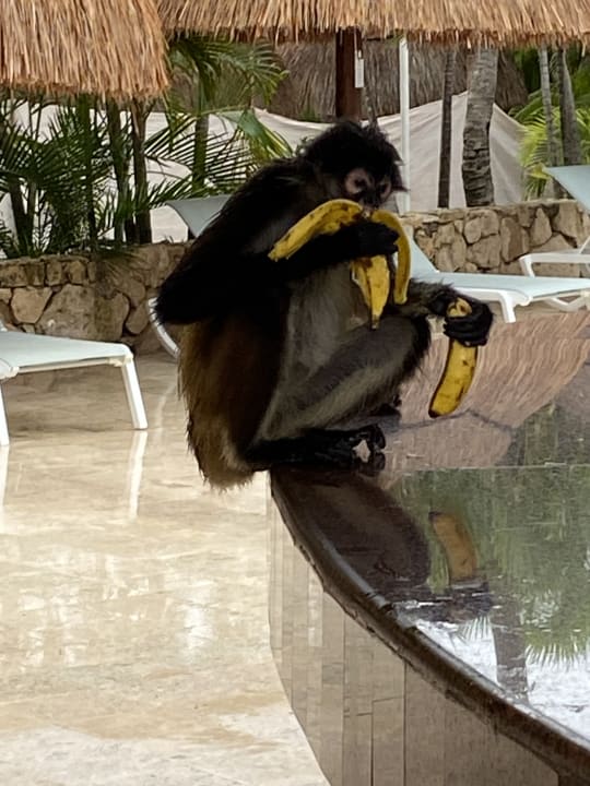 Sonstiges Iberostar Selection Paraiso Lindo