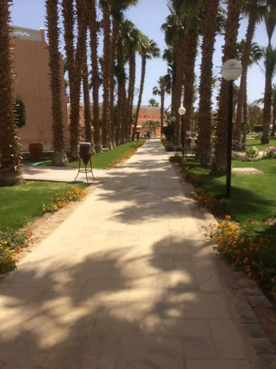 Tolle Palmenallee Beach Albatros Resort