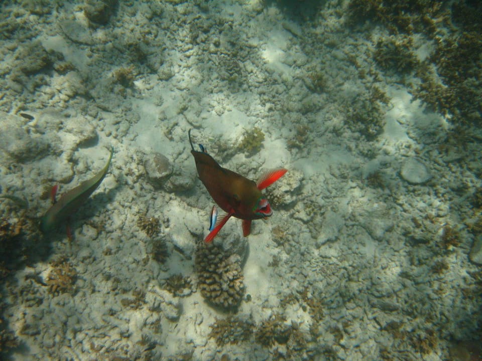 Unterwasserwelt Kuramathi Maldives