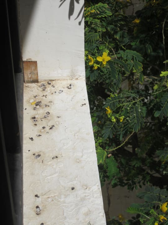 Direckt am Balkon Sharm Plaza