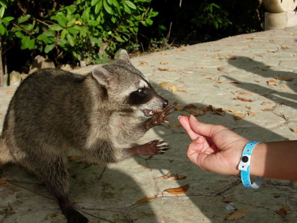 Waschbär aus der Nähe Sandos Caracol Eco Resort