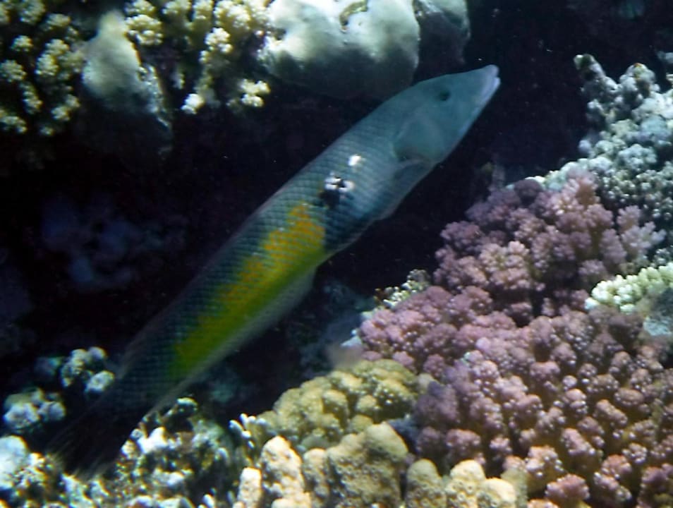 Sport & Freizeit Rohanou Beach Resort