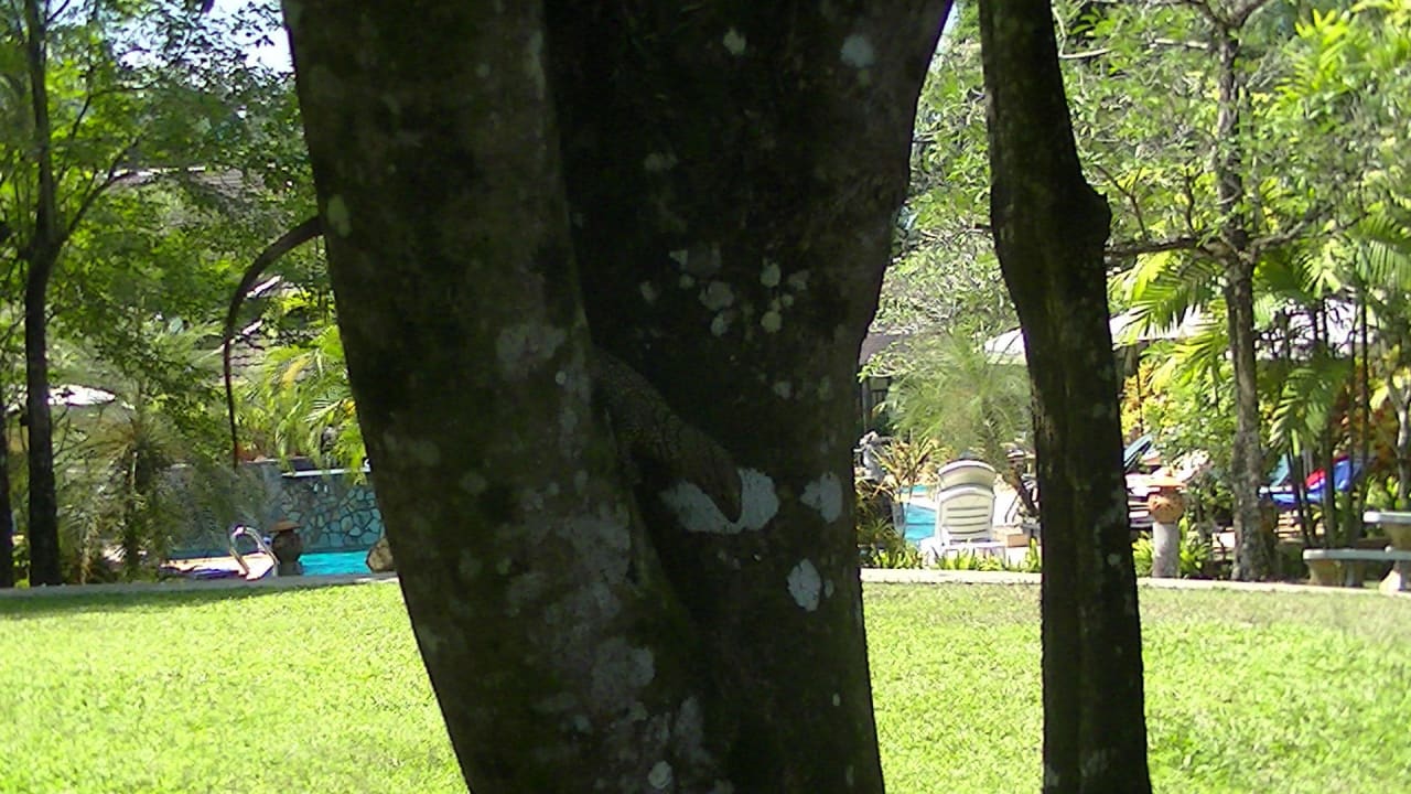 Ein Waran im Garten The Leaf on The Sands by Katathani