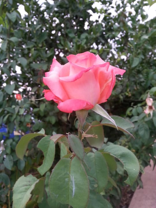 Rose. Vantaris Luxury Beach Resort