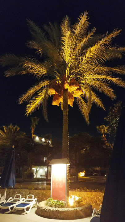 Gartenanlage Desert Rose