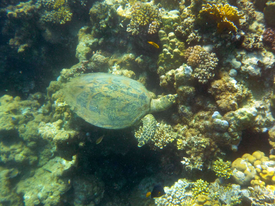 Nordriff Three Corners Equinox Beach Resort