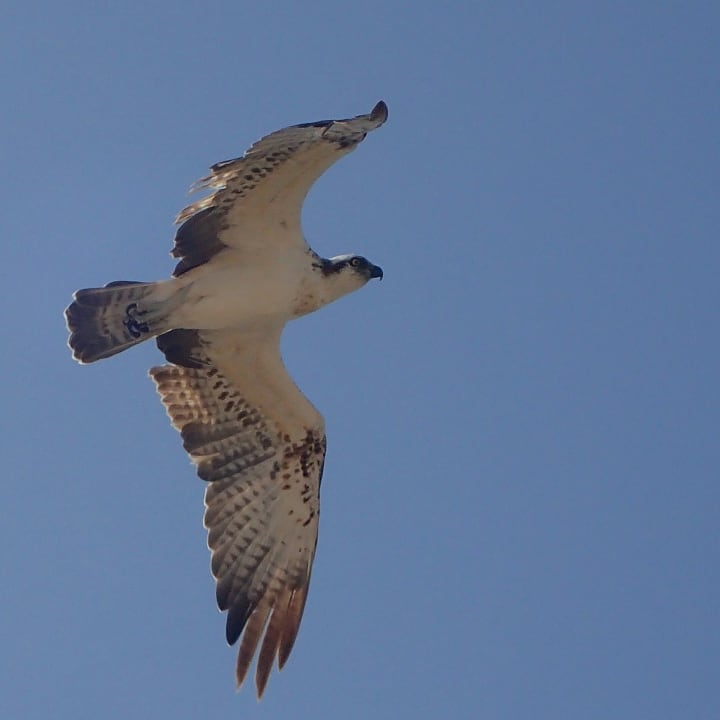 Sonstiges Steigenberger Coraya Beach - Adults only