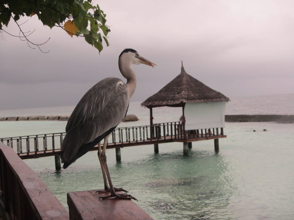 Ausblick Ellaidhoo Maldives by Cinnamon
