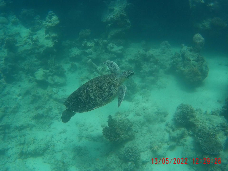 Sport & Freizeit Three Corners Fayrouz Plaza Beach Resort