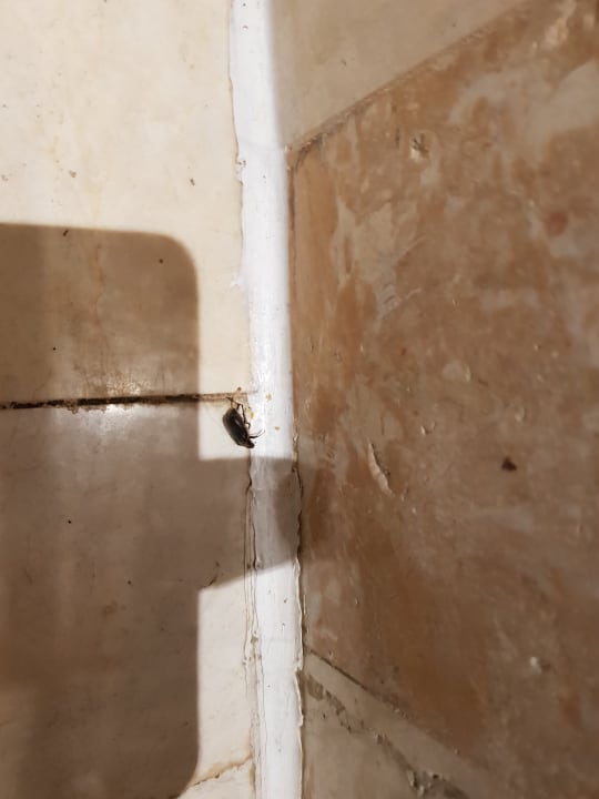 Eine verirrtes Insekt... Hotel Kalithea Mare Palace