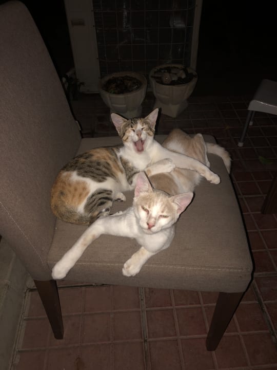 Sonstiges Oscar Resort Hotel