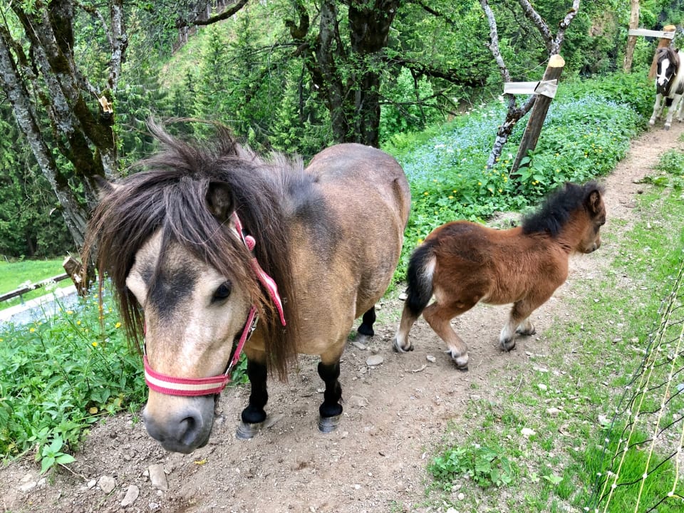 Sonstiges Highking Chalet Grünegg
