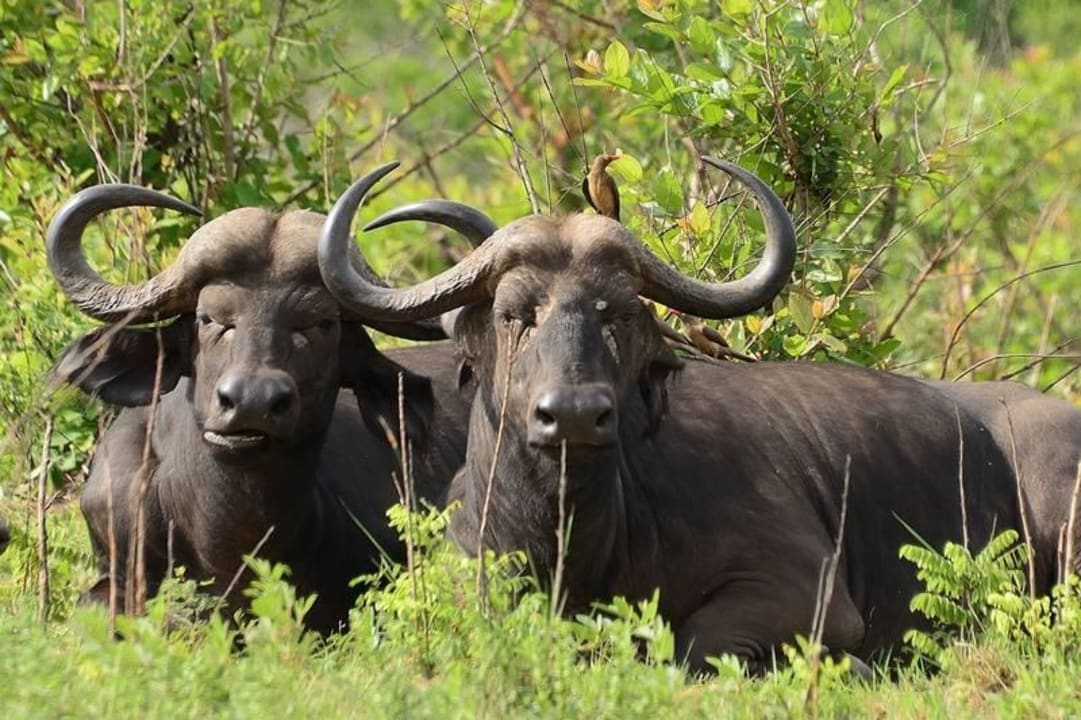 Büffel Shimba Hills Lodge
