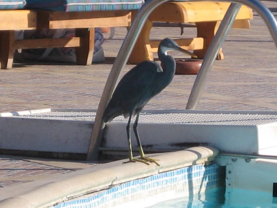 Täglicher Besuch am Pool Pickalbatros Dana Beach Resort - Hurghada
