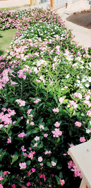 Gartenanlage Lahami Bay Beach Resort