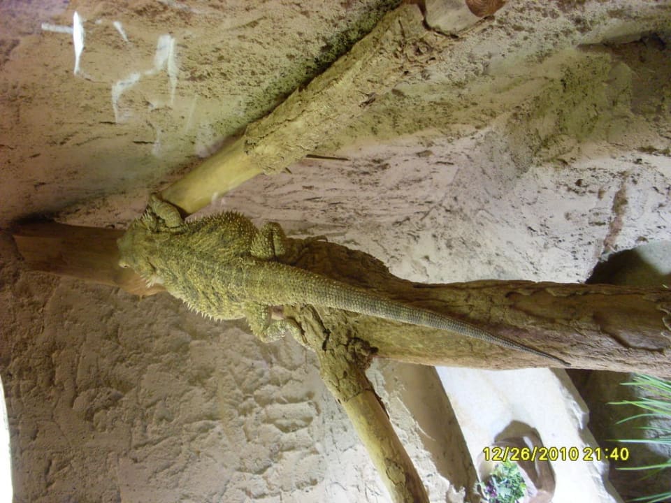 Dschungelland Ferienwohnungen Ferienpark Weissenhäuser Strand