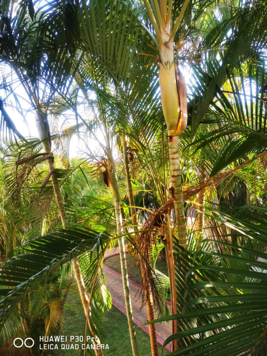 Gartenanlage Hotel Brisas del Caribe