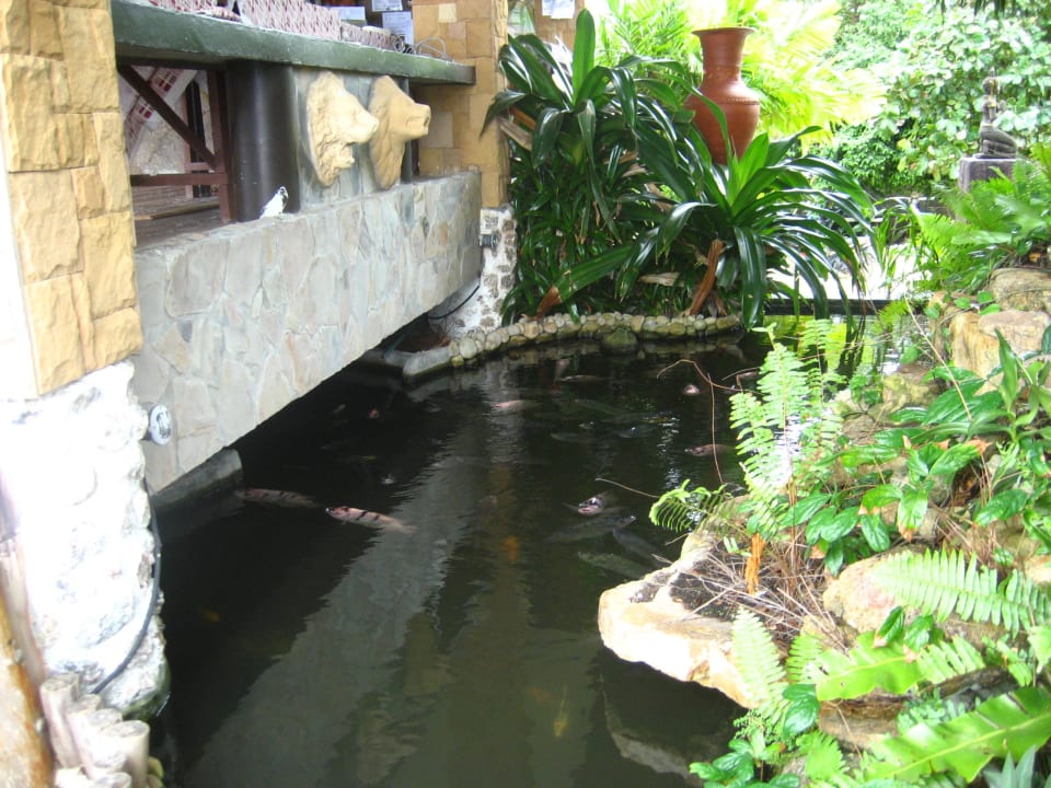 Koi-Teich vor dem Hotel-Restaurant Hotel Utopia Resort Koh Phangan