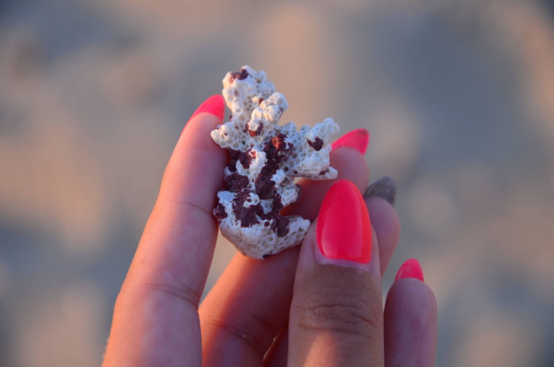 Na plaży pełno kawałków rafy i muszelek  Coral Hills Resorts & SPA