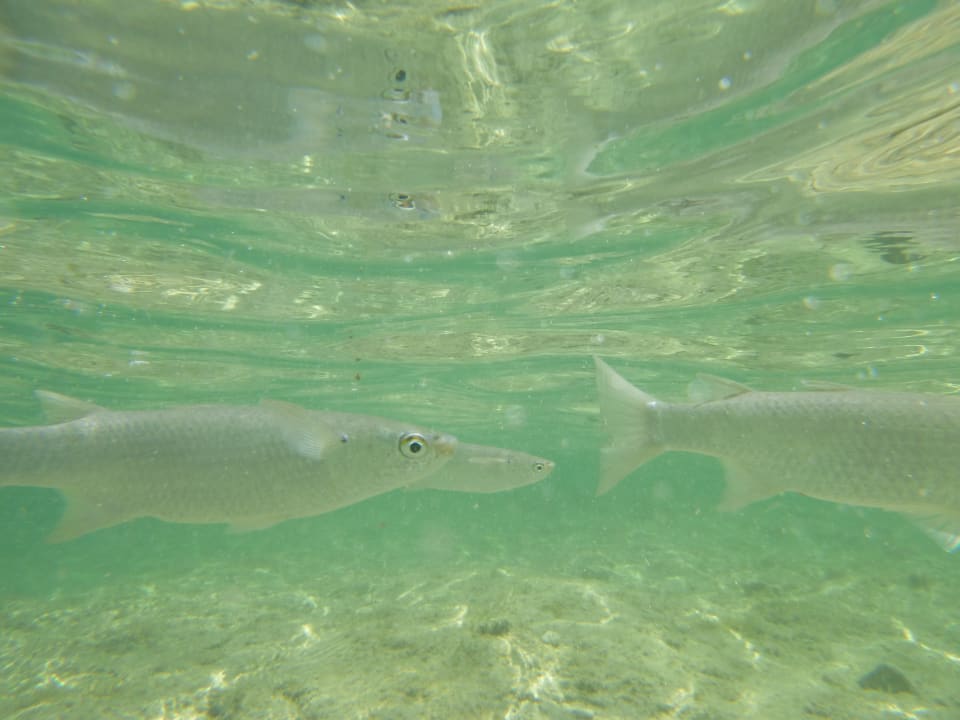 Sport & Freizeit Three Corners Sea Beach Resort