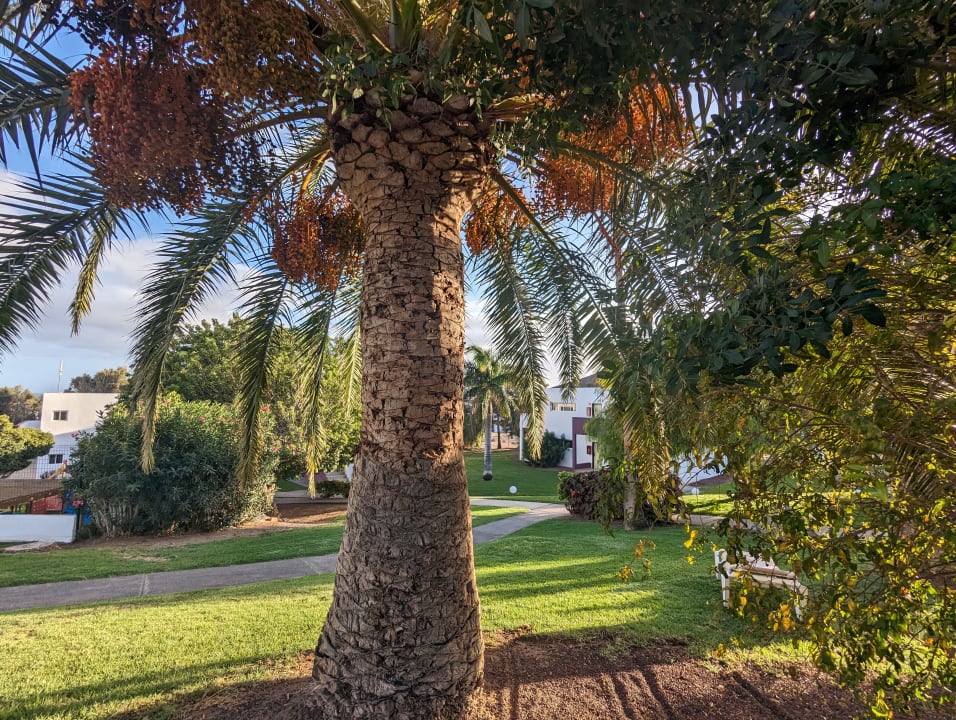 Gartenanlage allsun App.-Hotel Esquinzo Beach