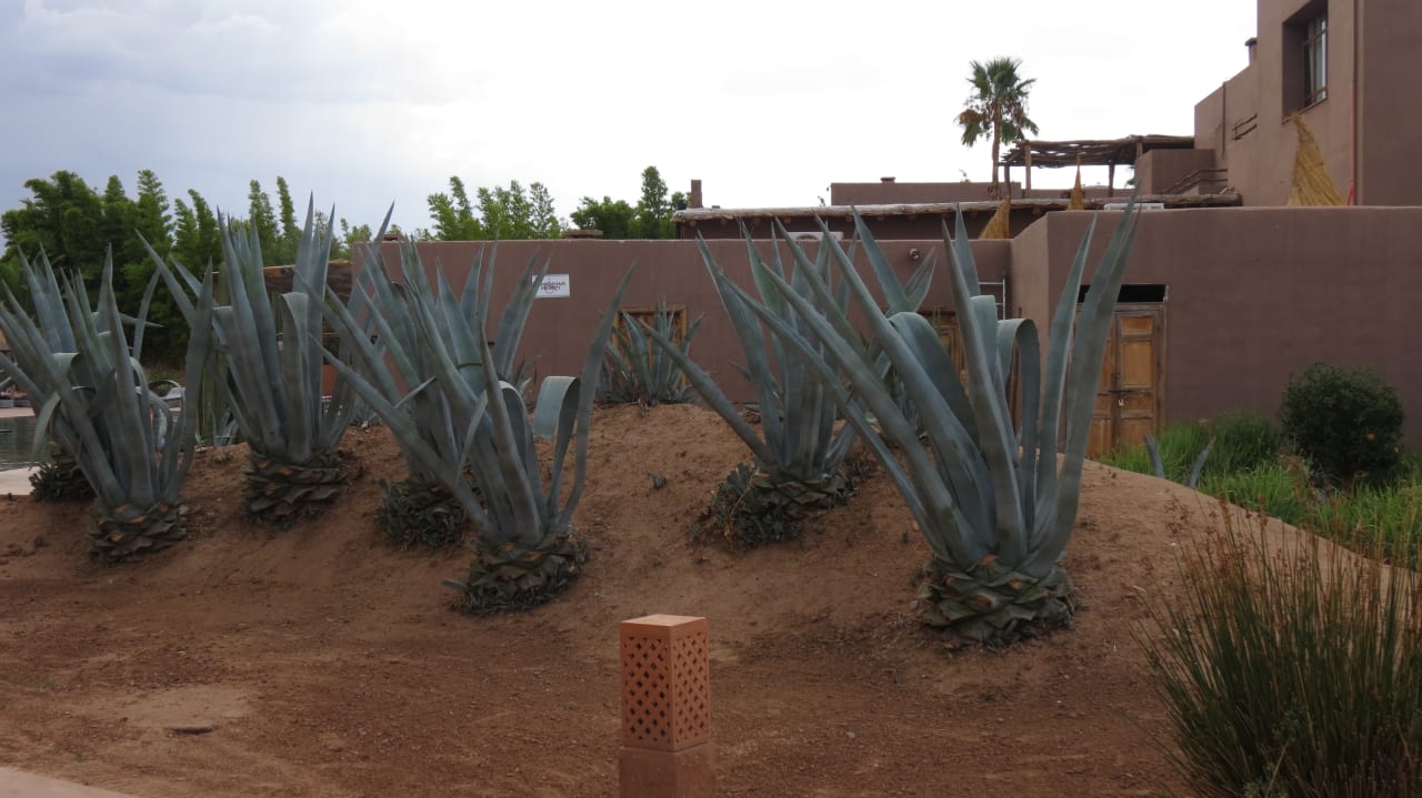 Gartenanlage Fellah Hotel