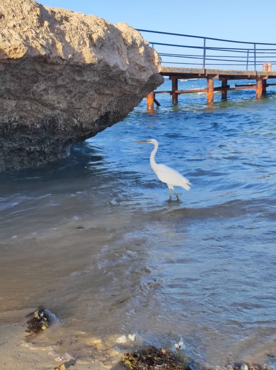 Strand Pickalbatros Sands Hotel - Port Ghalib