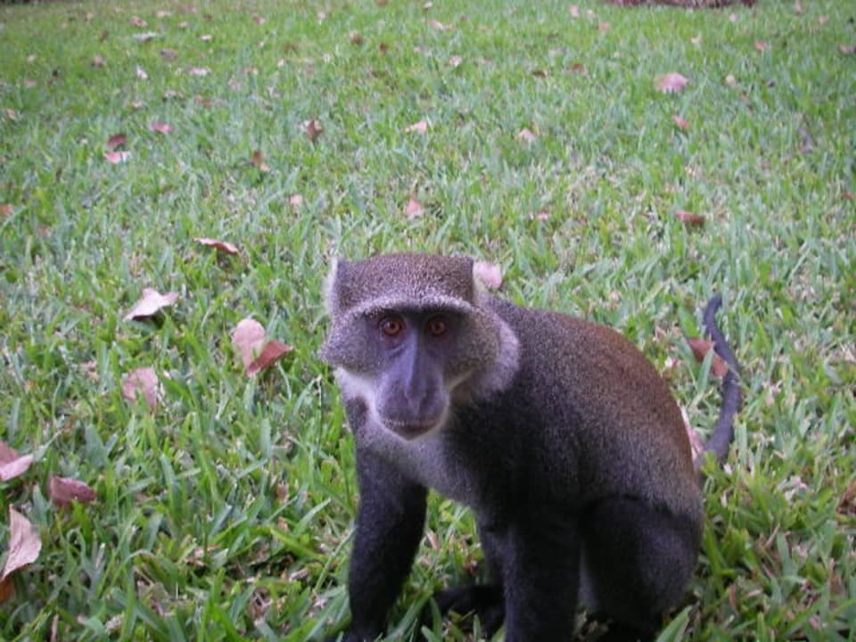 Unser Lieblingsaffe - der "Chef" der Bande Hotel Pinewood Beach Resort & Spa